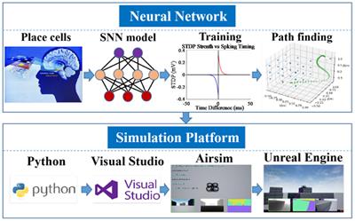 Brain inspired path planning algorithms for drones